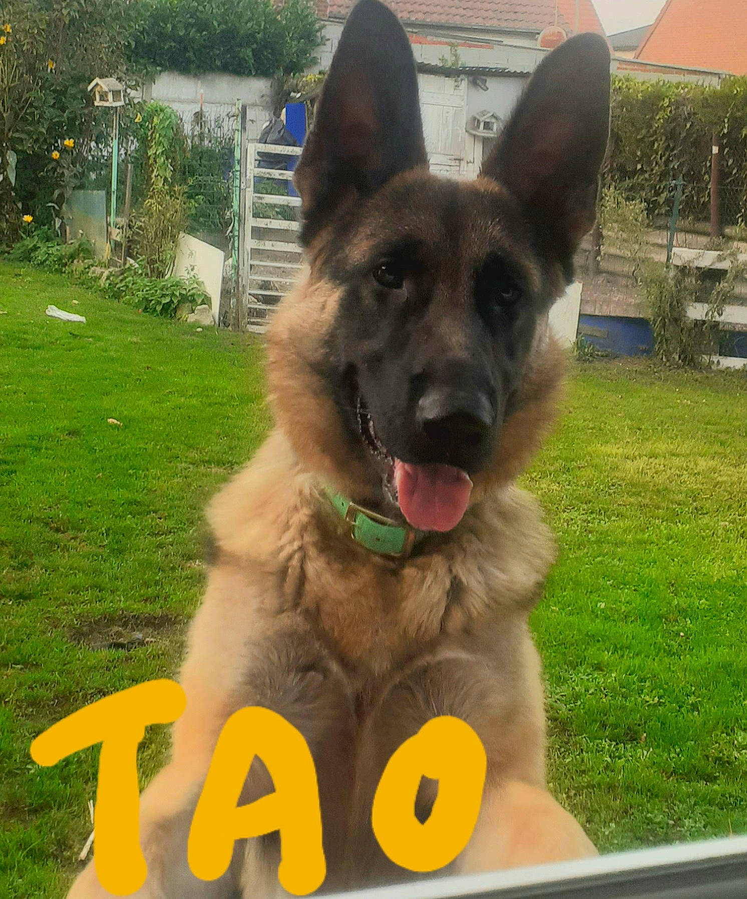 Tao a rejoint le concours — aidez-le/la à gagner de superbes lots ! canidae, carnivore, collar, companion_dog, dog, dog_breed, dog_supply, east_european_shepherd, fawn, german_shepherd_dog, grass, herding_dog, king_shepherd, old_german_shepherd_dog, plant, snout, sporting_group, tail, working_animal, working_dog