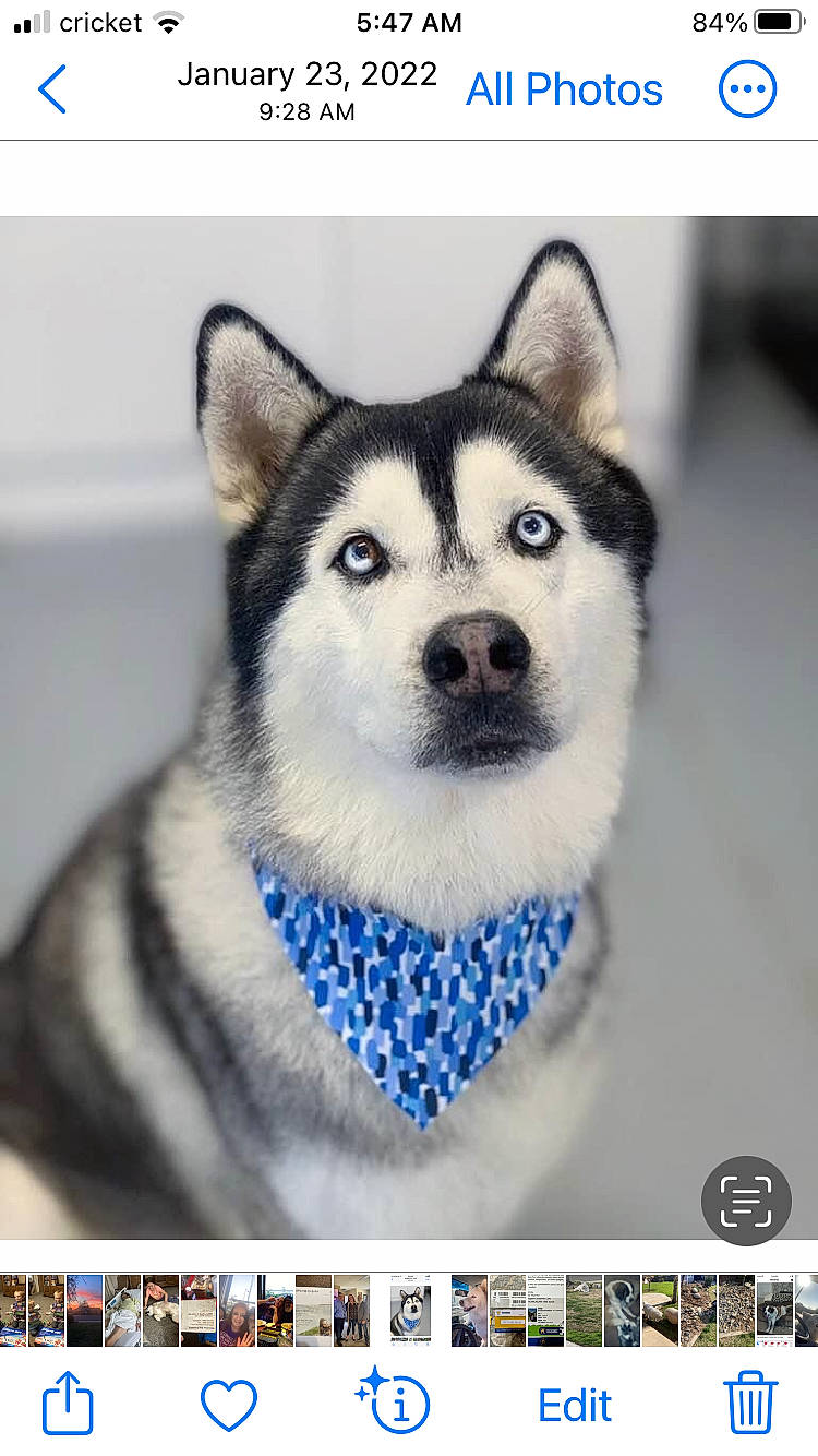 Parker Louis Conner joined the competition — help win amazing prizes! art, carnivore, dog, dog_breed, font, fur, illustration, photograph, rectangle, screenshot, siberian_husky, sled_dog, snout, square, technology, terrestrial_animal, whiskers, white, wolf, working_dog