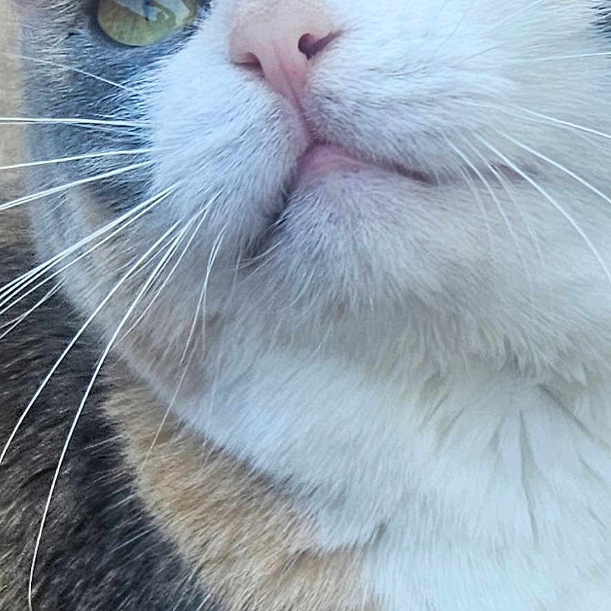 Porkchop joined the competition — help win amazing prizes! cat, close_up, green_eyes, fur, whiskers, pink_nose, tabby, domestic_cat, face, portrait, animal, pet, looking_up, curious, screenshot, phone_interface, date_overlay, time_overlay, mobile_screen, indoor