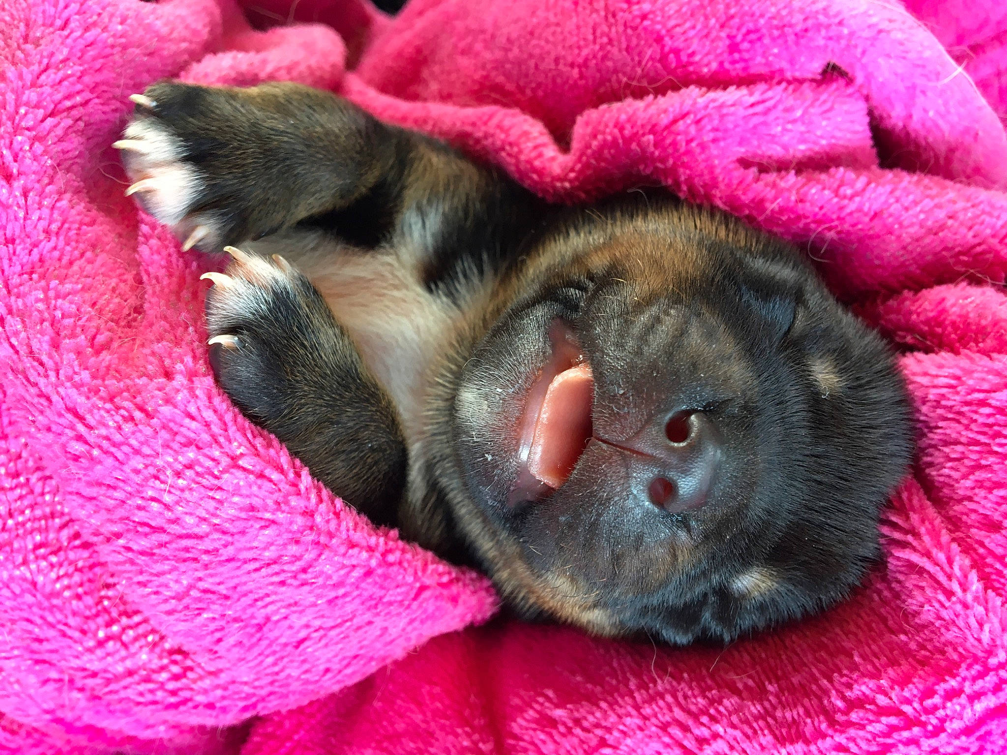T-boy participe au concours pour gagner de l'argent avec cette photo : canidae, carnivore, close_up, comfort, companion_dog, dog, dog_breed, ear, fawn, fur, liver, magenta, nap, paw, snout, sporting_group, terrestrial_animal, toy_dog, whiskers, working_animal