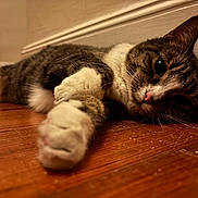 Rosemary is registered to the contest to win money with this photo: baseboard, cat, close_up, cozy, floor, front_paw, fur, hardwood_floor, home_interior, indoor, lying_down, paw, paws, pink_nose, portrait, relaxed, shallow_depth_of_field, sleepy, tabby_cat, whiskers
