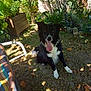 Nouki a rejoint le concours — aidez-le/la à gagner de superbes lots ! dog, black_and_white, tongue_out, grass, garden, plants, sunlight, shadows, outdoor, pet, happy, sitting, wooden_planter, leaves, nature, animal, canine, fur, ears, daylight