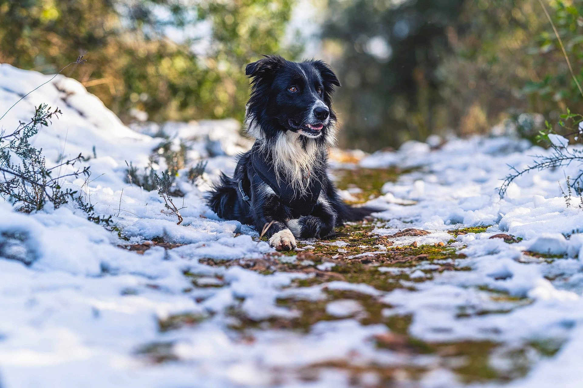 Nouki a rejoint le concours — aidez-le/la à gagner de superbes lots ! dog, black_and_white, snow, forest, path, nature, outdoor, animal, lying_down, fur, moss, green, winter, canine, pet, leaves, sunlight, blurred_background, quiet, peaceful