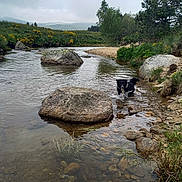 Nouki participe au concours pour gagner de l'argent avec cette photo : dog, water, creek, rocks, grass, tree, nature, outdoor, river, black_and_white, animal, playful, landscape, bushes, shallow_water, cloudy_sky, yellow_flowers, wildlife, freshwater, scenic