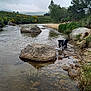 dog, water, creek, rocks, grass, tree, nature, outdoor, river, black_and_white, animal, playful, landscape, bushes, shallow_water, cloudy_sky, yellow_flowers, wildlife, freshwater, scenic