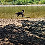 dog, water, river, nature, outdoor, sand, trees, greenery, shadows, animal, wet, canine, forest, bank, sunlight, daylight, pet, standing, scenic, landscape