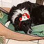 Nouki a rejoint le concours — aidez-le/la à gagner de superbes lots ! dog, black_and_white, lying_down, dog_bed, blanket, headband, santa_claus, festive, indoor, tile_floor, pet, animal, fur, resting, cute, holiday, christmas, accessory, calm, domestic