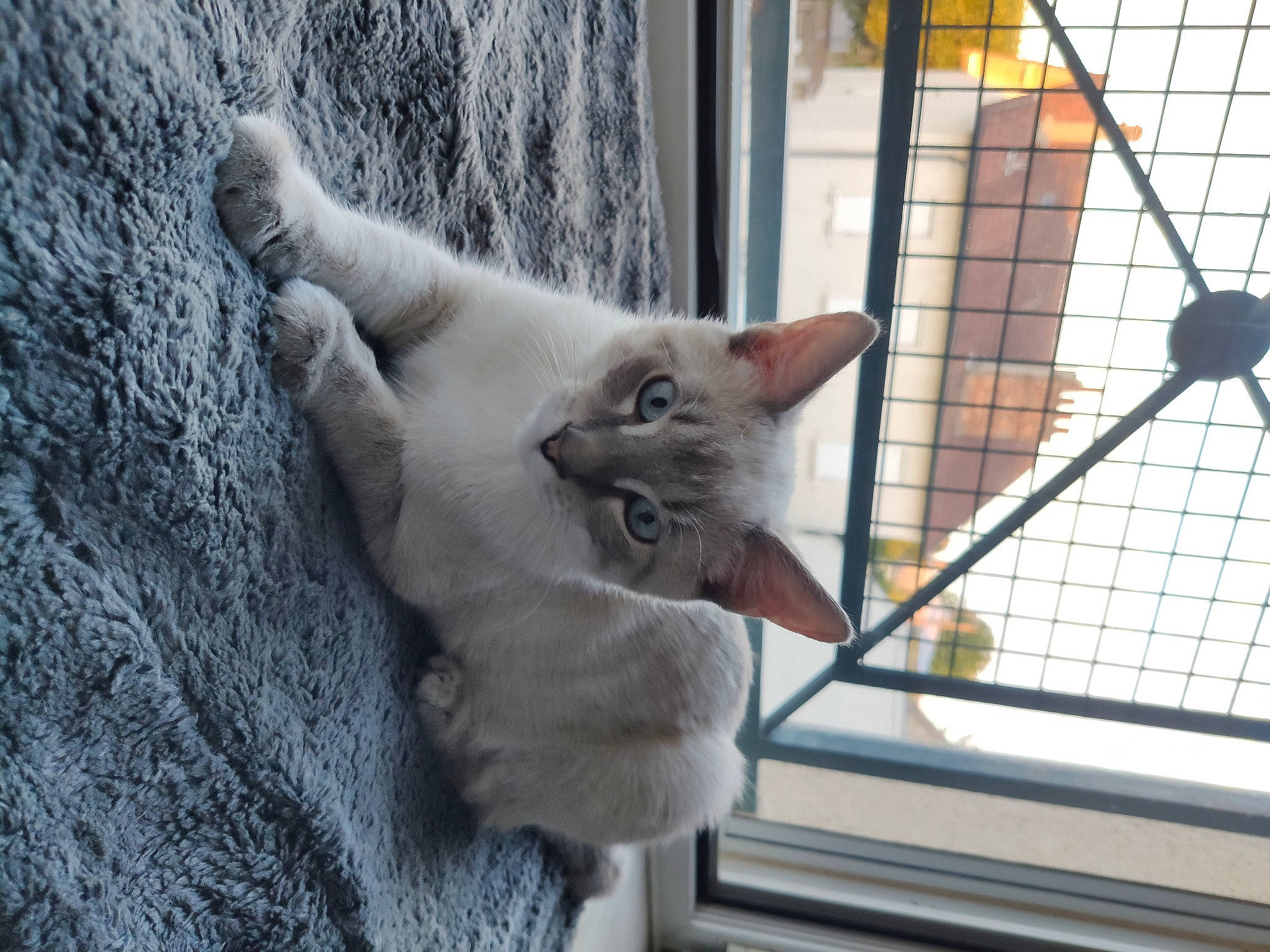 Gandalf participe au concours pour gagner de l'argent avec cette photo : aegean_cat, asian, burmese, carnivore, cat, domestic_short_haired_cat, fawn, felidae, kitten, mammal, ojos_azules, russian_blue, small_to_medium_sized_cats, vertebrate, whiskers