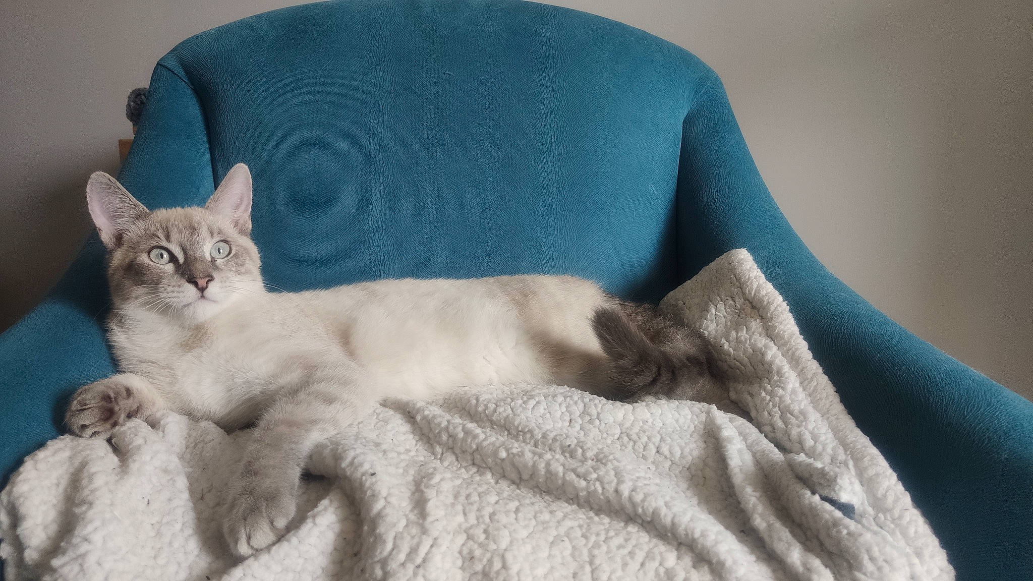 Gandalf participe au concours pour gagner de l'argent avec cette photo : asian, australian_mist, burmese, burmilla, carnivore, cat, comfort, fawn, felidae, fur, kitten, mammal, singapura, small_to_medium_sized_cats, thai, tonkinese, whiskers