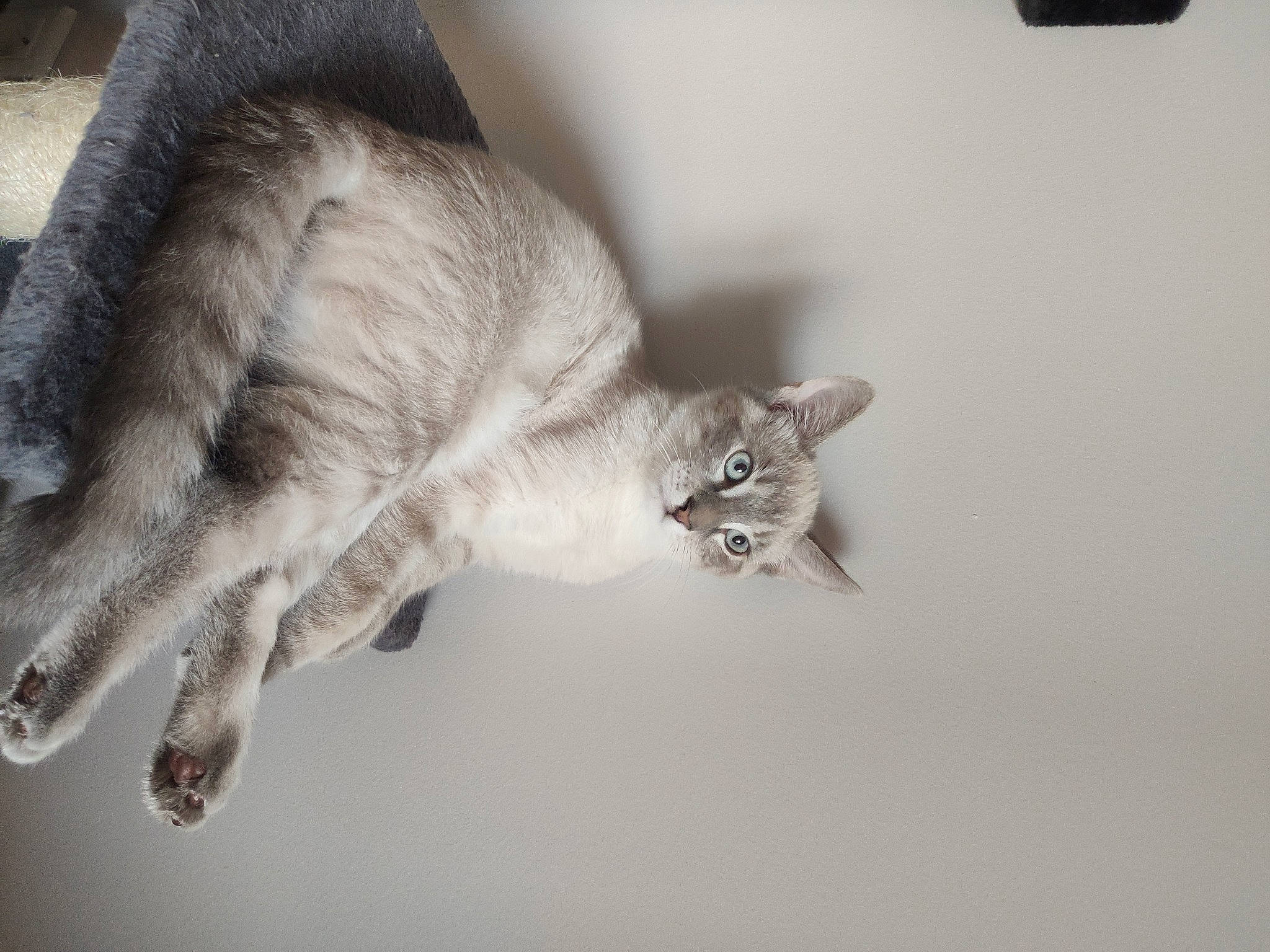 Gandalf a rejoint le concours — aidez-le/la à gagner de superbes lots ! asian, burmilla, carnivore, cat, claw, domestic_short_haired_cat, ear, european_shorthair, felidae, fur, kitten, paw, polydactyl_cat, small_to_medium_sized_cats, tail, tonkinese, whiskers