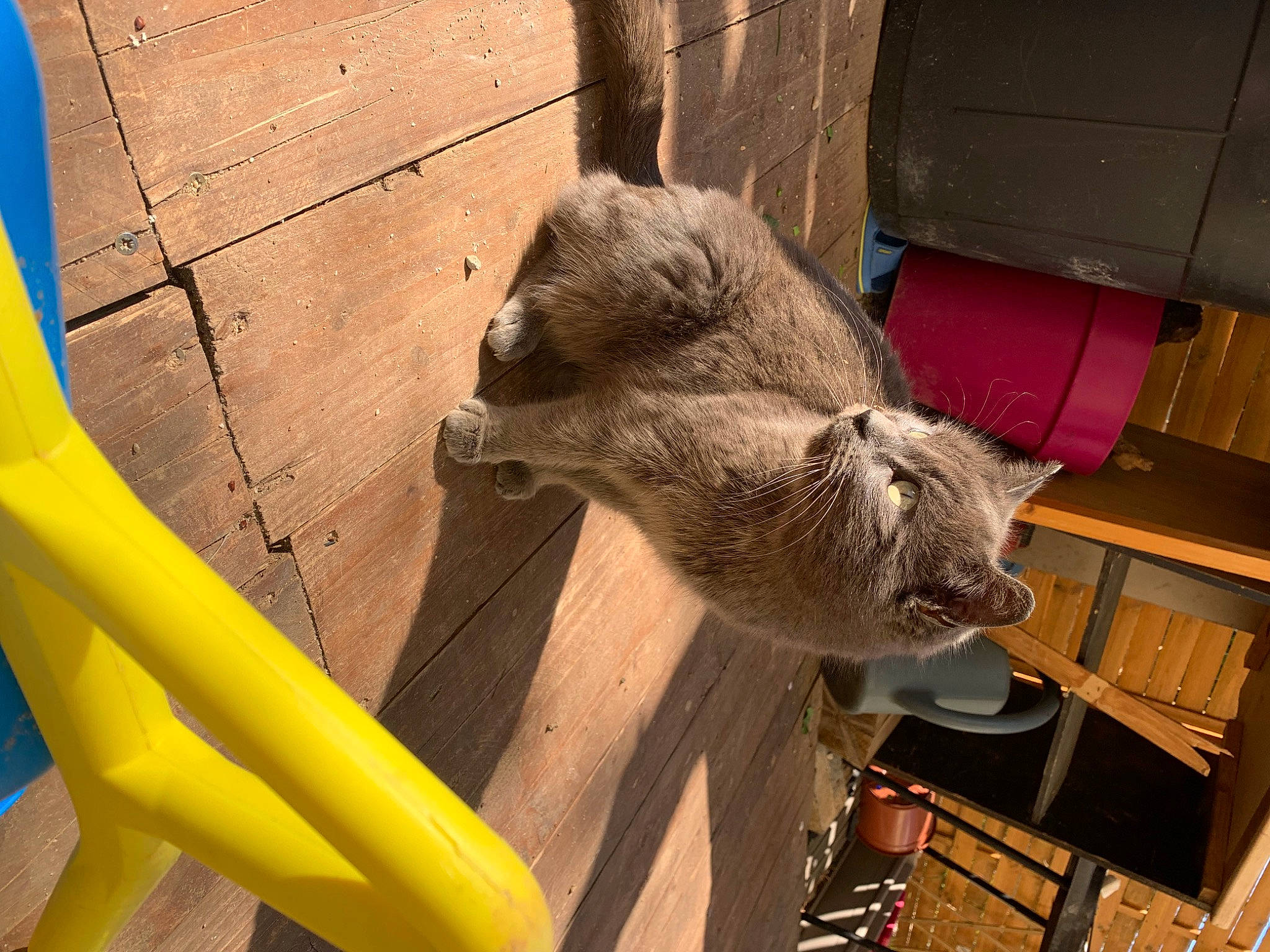 Poupille a rejoint le concours — aidez-le/la à gagner de superbes lots ! chair, fawn, felidae, fur, marsupial, natural_material, snout, tail, terrestrial_animal, wallaby, whiskers, wildlife, wombat, wood, working_animal, zoo