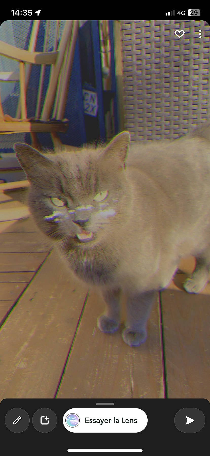 Poupille a rejoint le concours — aidez-le/la à gagner de superbes lots ! carnivore, cat, claw, domestic_short_haired_cat, fawn, felidae, floor, flooring, fur, hardwood, paw, small_to_medium_sized_cats, snout, tail, terrestrial_animal, tile, varnish, whiskers, wood