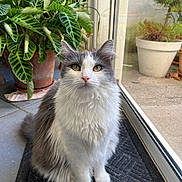 Caillou participe au concours pour gagner de l'argent avec cette photo : cat, close_up, curious, domestic_animal, feline, floor_tiles, fluffy, fur, glass_door, gray_and_white, green_eyes, houseplant, indoor, mat, natural_light, pet, potted_plants, quiet, sitting, whiskers
