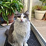 cat, close_up, curious, domestic_animal, feline, floor_tiles, fluffy, fur, glass_door, gray_and_white, green_eyes, houseplant, indoor, mat, natural_light, pet, potted_plants, quiet, sitting, whiskers