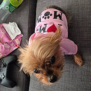 Nice participe au concours pour gagner de l'argent avec cette photo : beverage_bottle, big_eyes, close_up, couch, cute, dog, fabric, fur, game_controller, indoor, living_room, looking_up, pet, pink_sweater, portrait, seat_cushion, small_dog, sofa, tissue_paper, yorkie