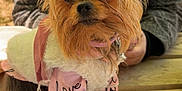 Nice participe au concours pour gagner de l'argent avec cette photo : autumn_leaves, bench, close_up, clothing, collar, cute, dog, eyes, fur, leash, love_text, outdoors, park, person, pet, picnic_table, pink, small_dog, wooden_table, yorkshire_terrier
