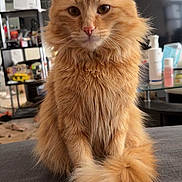 Neko participe au concours pour gagner de l'argent avec cette photo : cat, orange_cat, fluffy, pet, indoor, feline, tail, fur, sitting, face, ears, whiskers, household, furniture, shelf, television, bottle, table, window, cozy