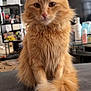 cat, orange_cat, fluffy, pet, indoor, feline, tail, fur, sitting, face, ears, whiskers, household, furniture, shelf, television, bottle, table, window, cozy