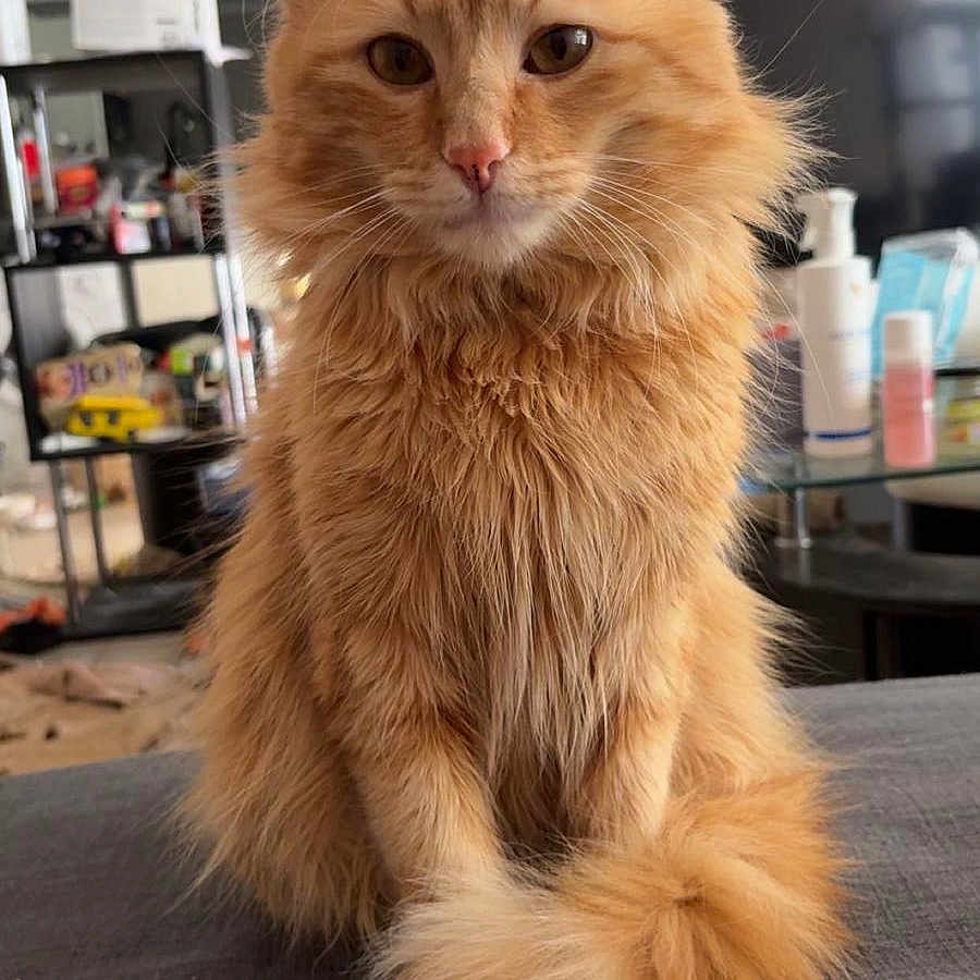 Neko participe au concours pour gagner de l'argent avec cette photo : bottle, cat, cozy, ears, face, feline, fluffy, fur, furniture, household, indoor, orange_cat, pet, shelf, sitting, table, tail, television, whiskers, window