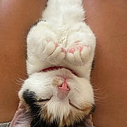 Cheetara joined the competition — help win amazing prizes! adorable, animal, calm, cat, close_up, cozy, cute, fur, indoor, kitten, lap, paws, person, pet, pink_nose, relaxed, resting, sleeping, tiny, whiskers