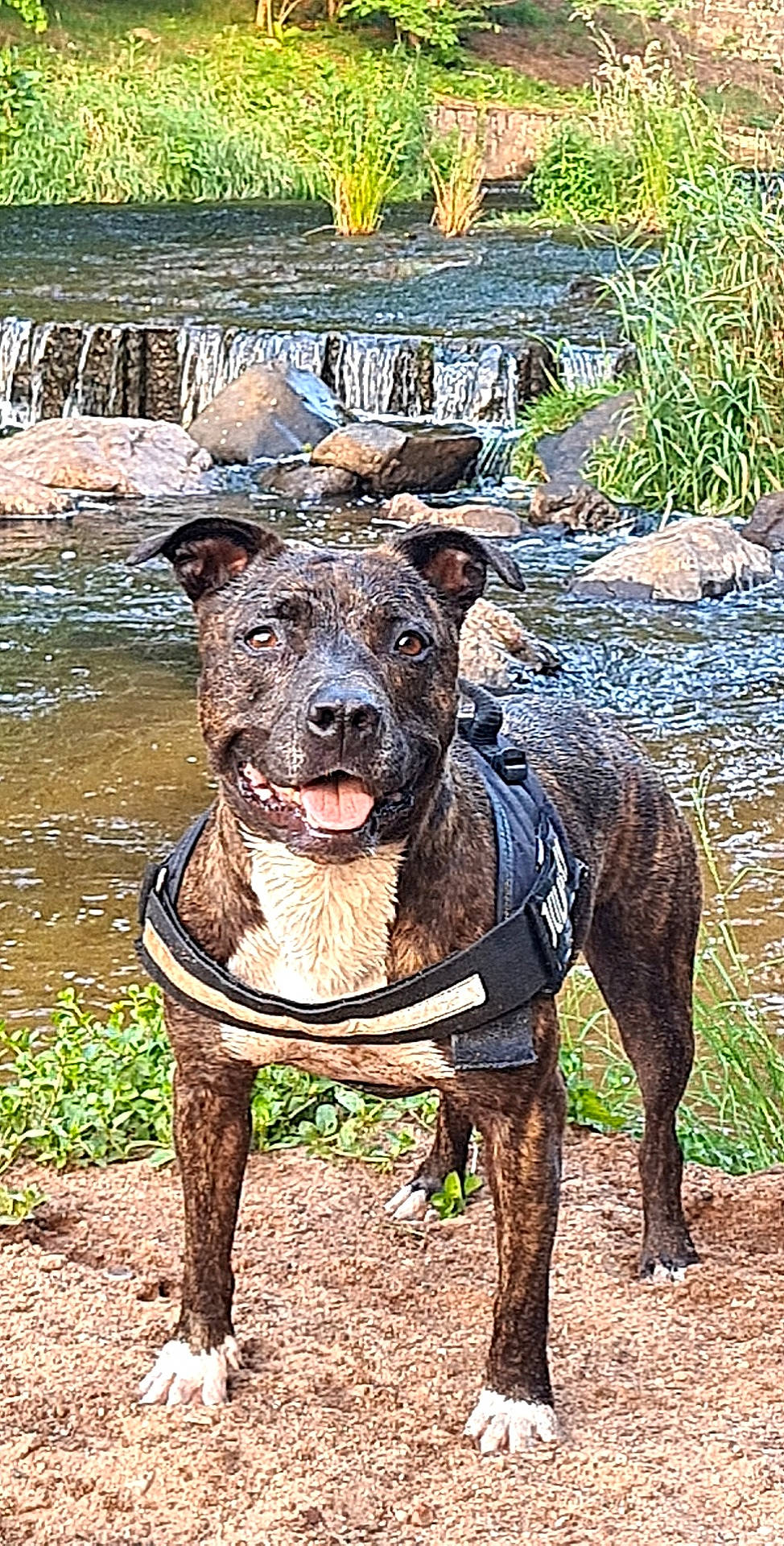 Guess a rejoint le concours — aidez-le/la à gagner de superbes lots ! canidae, carnivore, collar, companion_dog, dog, dog_breed, dog_collar, dog_supply, fawn, grass, guard_dog, liver, plant, snout, sporting_group, terrestrial_animal, water, window, working_animal, working_dog