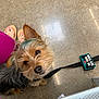 dog, service_dog, medical_alert, leash, floor, person, feet, sandals, pants, magenta, brown_fur, black_fur, teal_hair, cute, looking_up, indoor, bench, pet, animal, waiting