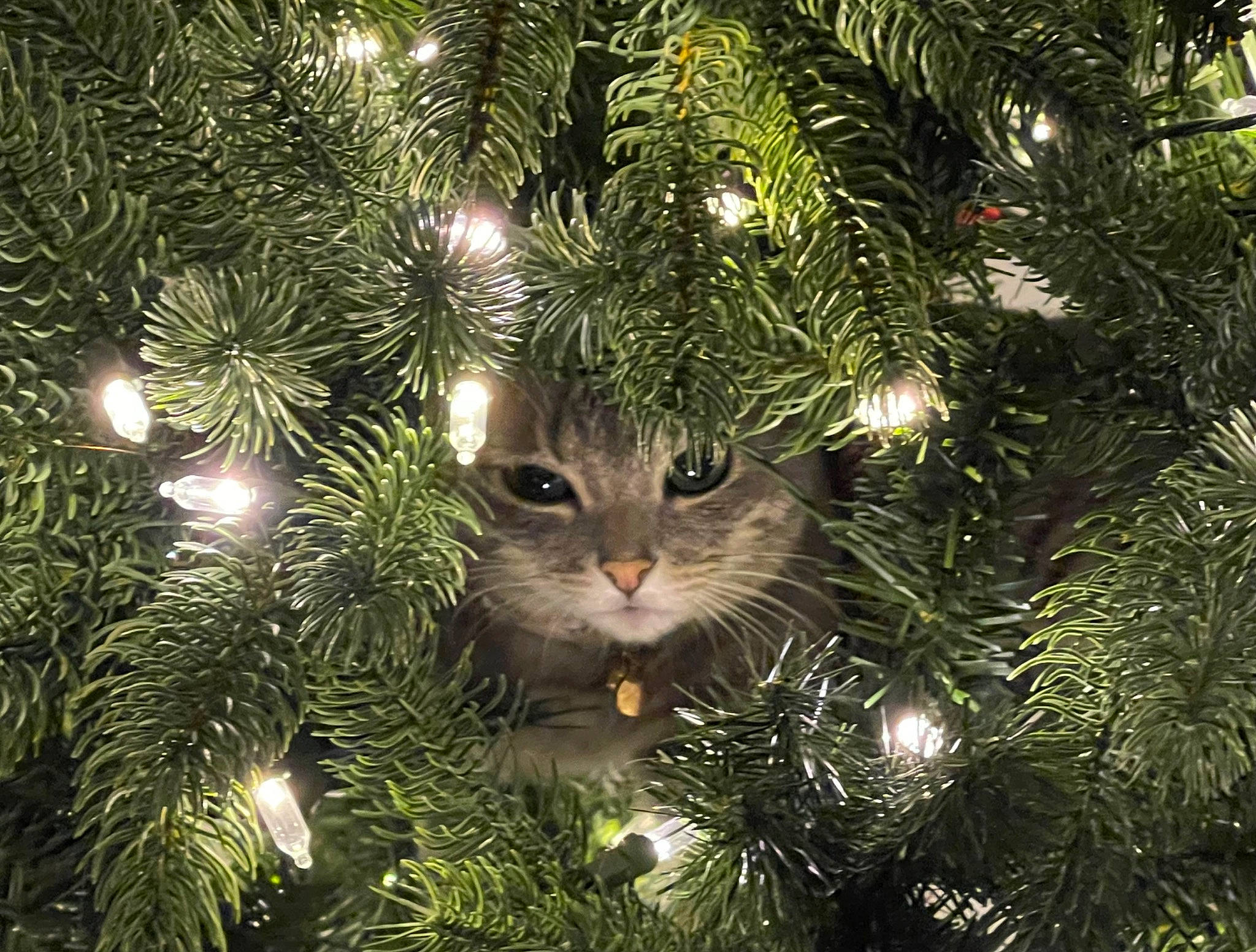 Harmony joined the competition — help win amazing prizes! branch, carnivore, cat, christmas_decoration, christmas_eve, christmas_ornament, christmas_tree, conifer, event, evergreen, holiday, holiday_ornament, larch, light, ornament, shortstraw_pine, terrestrial_plant, twig, whiskers, woody_plant
