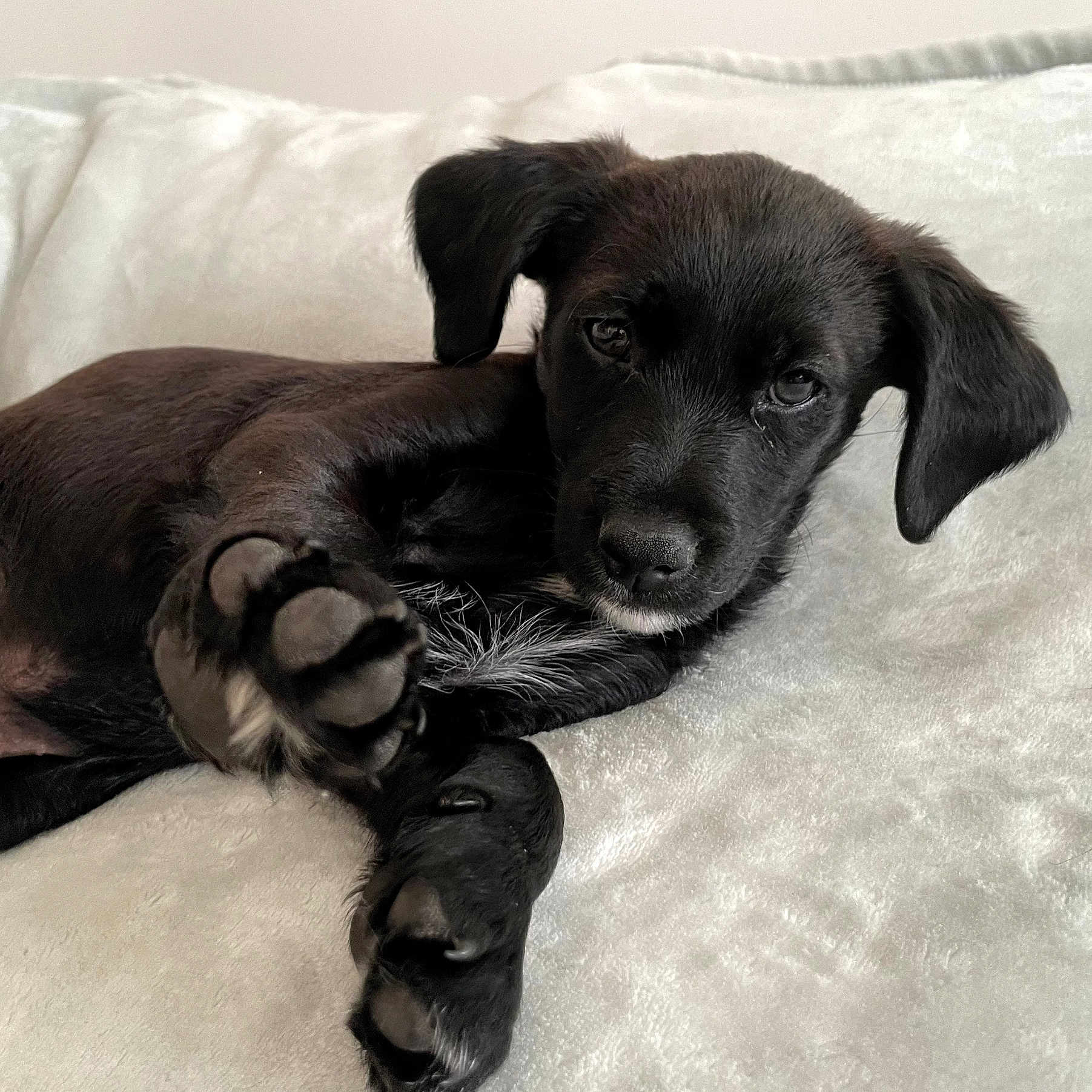 Billy a rejoint le concours — aidez-le/la à gagner de superbes lots ! puppy, dog, black_fur, paw, cute, pet, animal, lying_down, blanket, soft_texture, indoors, close_up, young_dog, fur, resting, canine, portrait, adorable, sleepy, cozy