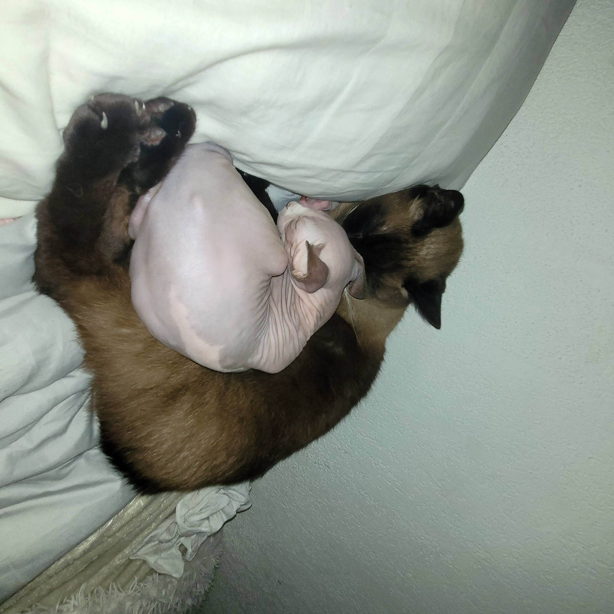 Caipsy a rejoint le concours — aidez-le/la à gagner de superbes lots ! canidae, carnivore, cat, comfort, companion_dog, dog_breed, dress, ear, fawn, felidae, fur, gesture, linens, nap, paw, small_to_medium_sized_cats, snout, sporting_group, tail, whiskers