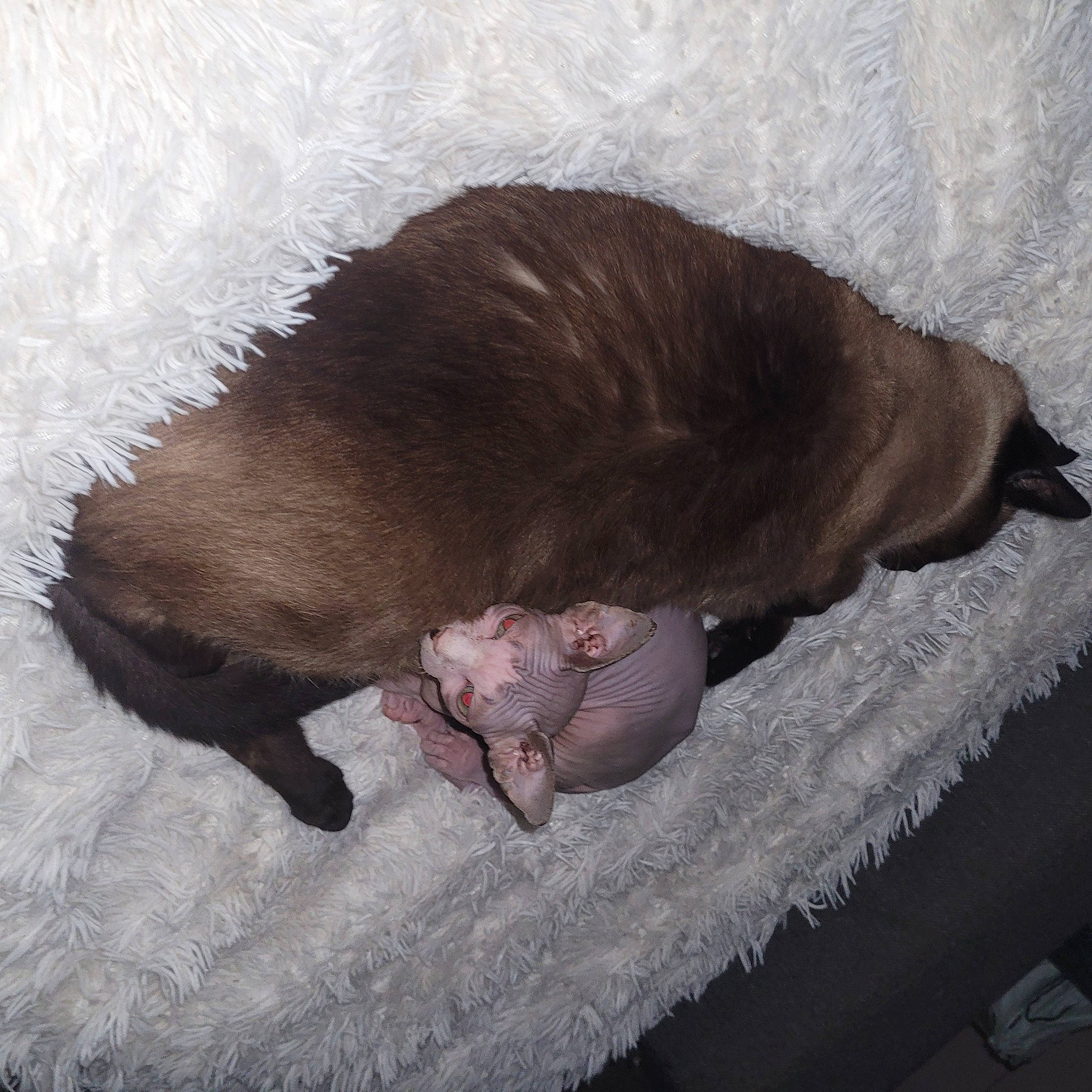 Caipsy a rejoint le concours — aidez-le/la à gagner de superbes lots ! brown, canidae, carnivore, cat, claw, comfort, dog_breed, felidae, fur, liver, nap, sleep, small_to_medium_sized_cats, tail, terrestrial_animal, whiskers