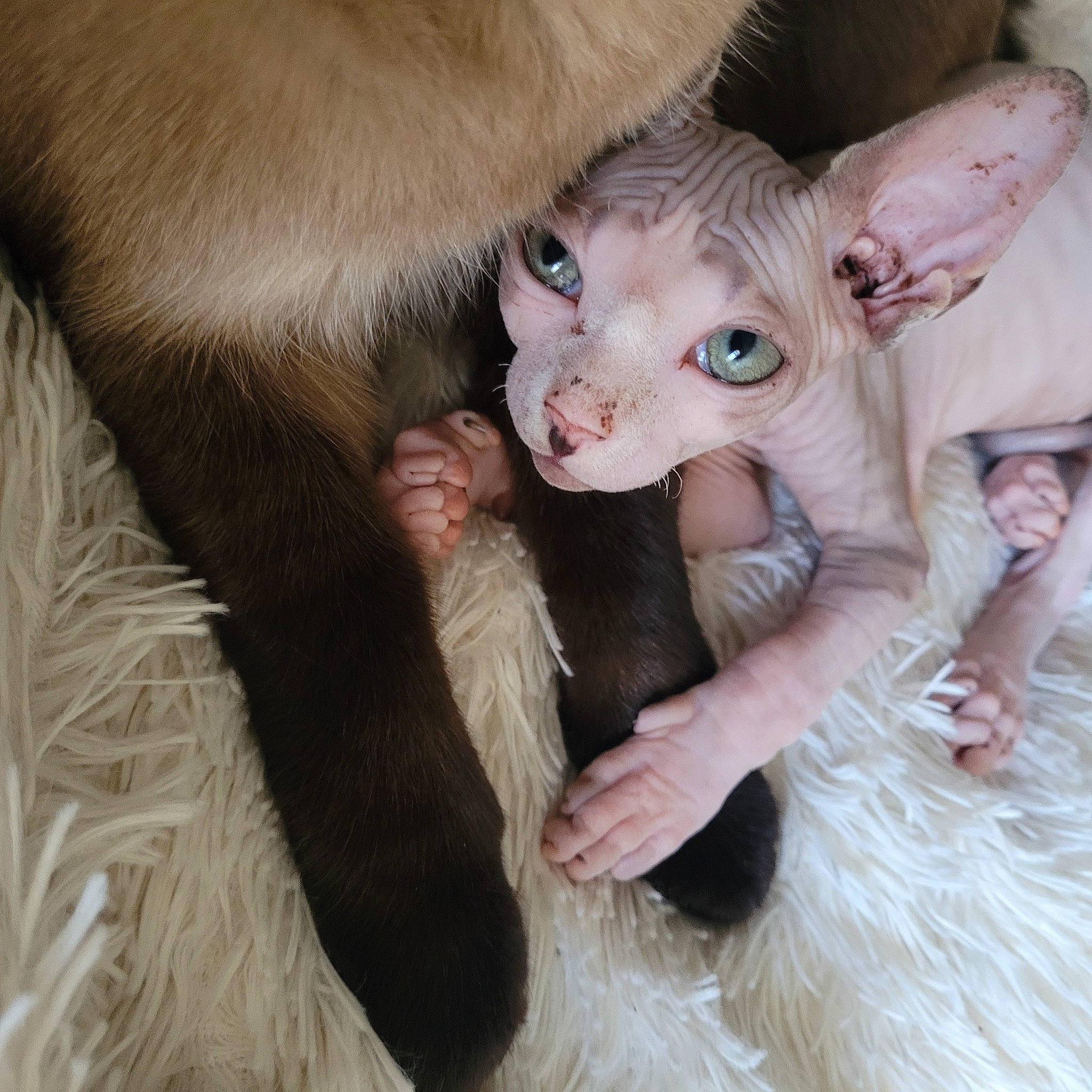 Anubis participe au concours pour gagner de l'argent avec cette photo : carnivore, cat, claw, comfort, fawn, felidae, flesh, fur, iris, nail, natural_material, paw, small_to_medium_sized_cats, snout, tail, terrestrial_animal, toy, whiskers