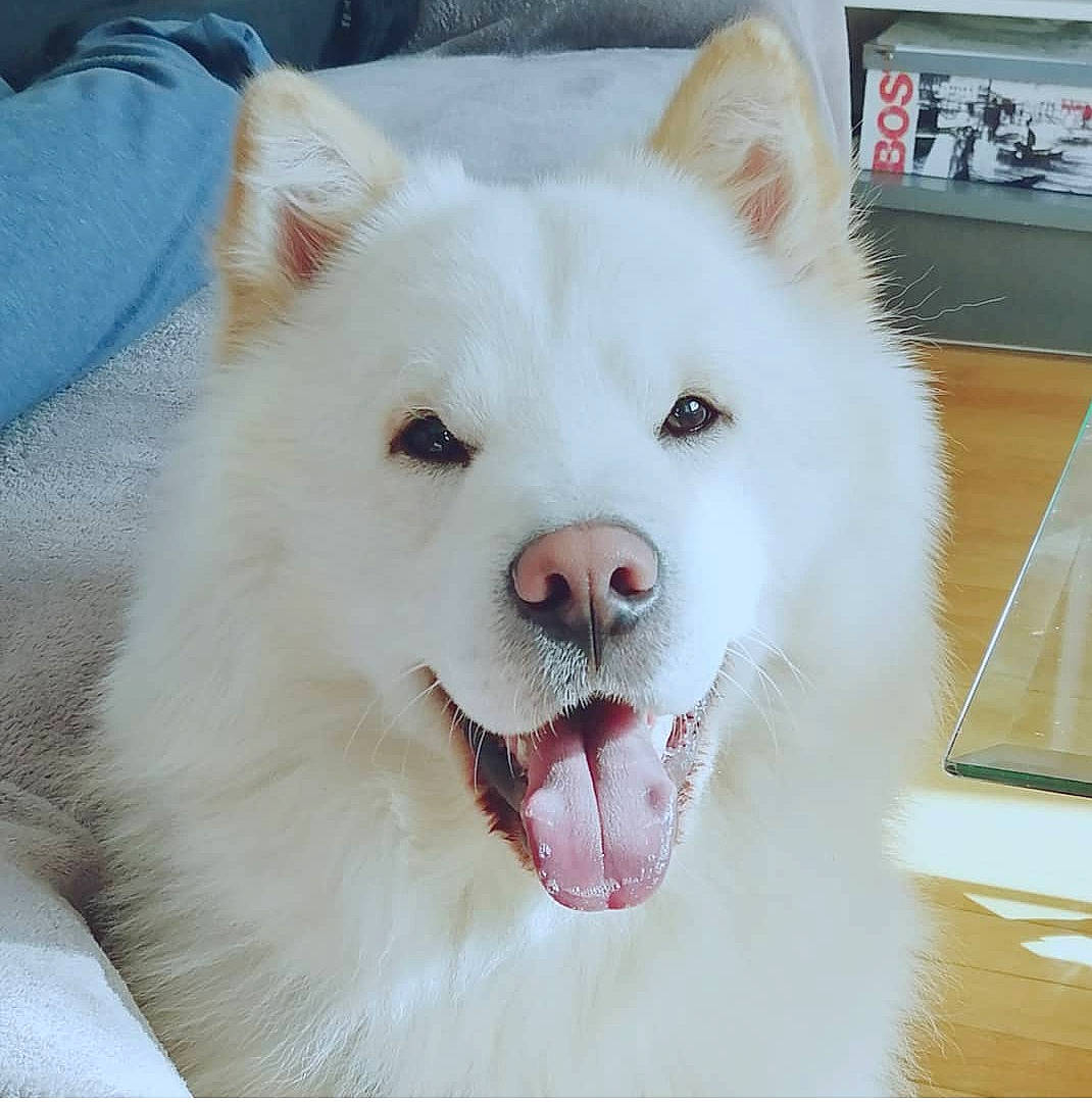 Joke participe au concours pour gagner de l'argent avec cette photo : american_eskimo_dog, carnivore, collar, companion_dog, dog, dog_breed, fang, fawn, foot, fur, indian_spitz, japanese_spitz, samoyed, snout, spitz, sporting_group, terrestrial_animal, volpino_italiano, whiskers, working_animal