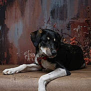 Pixel a rejoint le concours — aidez-le/la à gagner de superbes lots ! abstract, animal, artistic_background, black_and_white, calm, canine, dog, dried_flowers, flowers, furniture, indoor, lounging, medium_sized_dog, pet, portrait, red_collar, relaxed, side_view, studio_shot, wooden_surface