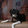 abstract, animal, artistic_background, black_and_white, calm, canine, dog, dried_flowers, flowers, furniture, indoor, lounging, medium_sized_dog, pet, portrait, red_collar, relaxed, side_view, studio_shot, wooden_surface