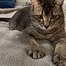 Moon participe au concours pour gagner de l'argent avec cette photo : animal, bed, blanket, cat, claws, cozy, cute, domestic_animal, ears, eyes, feline, fur, indoor, looking, paw, pet, resting, soft, tabby, whiskers