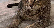Moon participe au concours pour gagner de l'argent avec cette photo : animal, bed, blanket, cat, closeup, cozy, cute, ears, eyes, feline, fur, indoor, paws, pet, relaxed, resting, soft, tabby, tail, whiskers