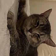 Moon participe au concours pour gagner de l'argent avec cette photo : animal, blanket, cat, closeup, comfort, cozy, cute, domestic, ears, feline, fur, indoor, laying, pet, relaxed, resting, sleepy, soft, tabby, whiskers