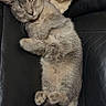 Moon a rejoint le concours — aidez-le/la à gagner de superbes lots ! animal, blanket, cat, comfort, cozy, cute, domestic_animal, feline, fur, gray_cat, indoor, leather_couch, nap, paws, pet, relaxing, resting, sleeping, tail, whiskers