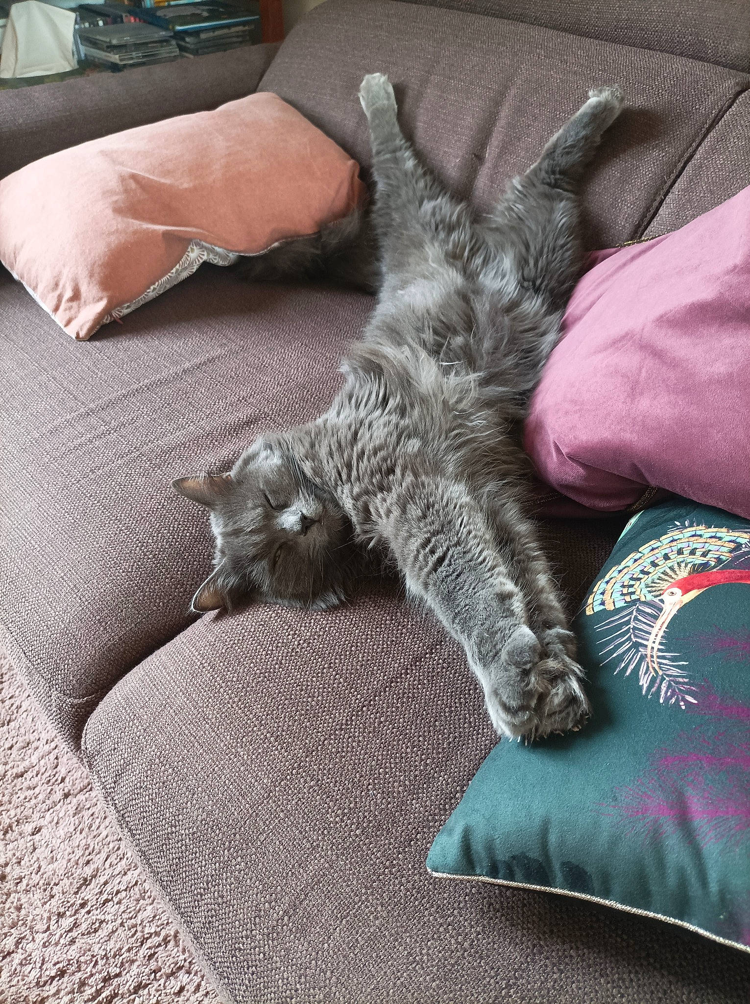 Gus a rejoint le concours — aidez-le/la à gagner de superbes lots ! carnivore, cat, claw, comfort, couch, domestic_short_haired_cat, felidae, fur, grey, human_leg, linens, nap, paw, pillow, remote_control, room, small_to_medium_sized_cats, studio_couch, tail, whiskers