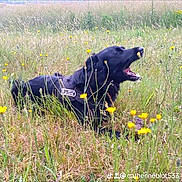 Mystic a rejoint le concours — aidez-le/la à gagner de superbes lots ! animal, black_dog, canine, daytime, dog, field, flora, fur, grass, greenery, lying_down, muzzle, nature, open_mouth, outdoor, pet, playful, summer, wildflowers, yellow_flowers
