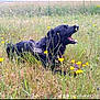animal, black_dog, canine, daytime, dog, field, flora, fur, grass, greenery, lying_down, muzzle, nature, open_mouth, outdoor, pet, playful, summer, wildflowers, yellow_flowers