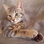 Caline a rejoint le concours — aidez-le/la à gagner de superbes lots ! cat, kitten, tabby, paw, whiskers, ears, fur, eyes, blanket, soft, cute, pet, animal, relaxed, stretching, feline, indoor, closeup, portrait, young