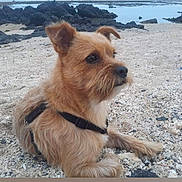 Loulou participe au concours pour gagner de l'argent avec cette photo : dog, beach, sand, rocks, sea, water, animal, pet, canine, outdoor, nature, fur, small_dog, harness, relaxed, side_view, daytime, coast, landscape, quiet