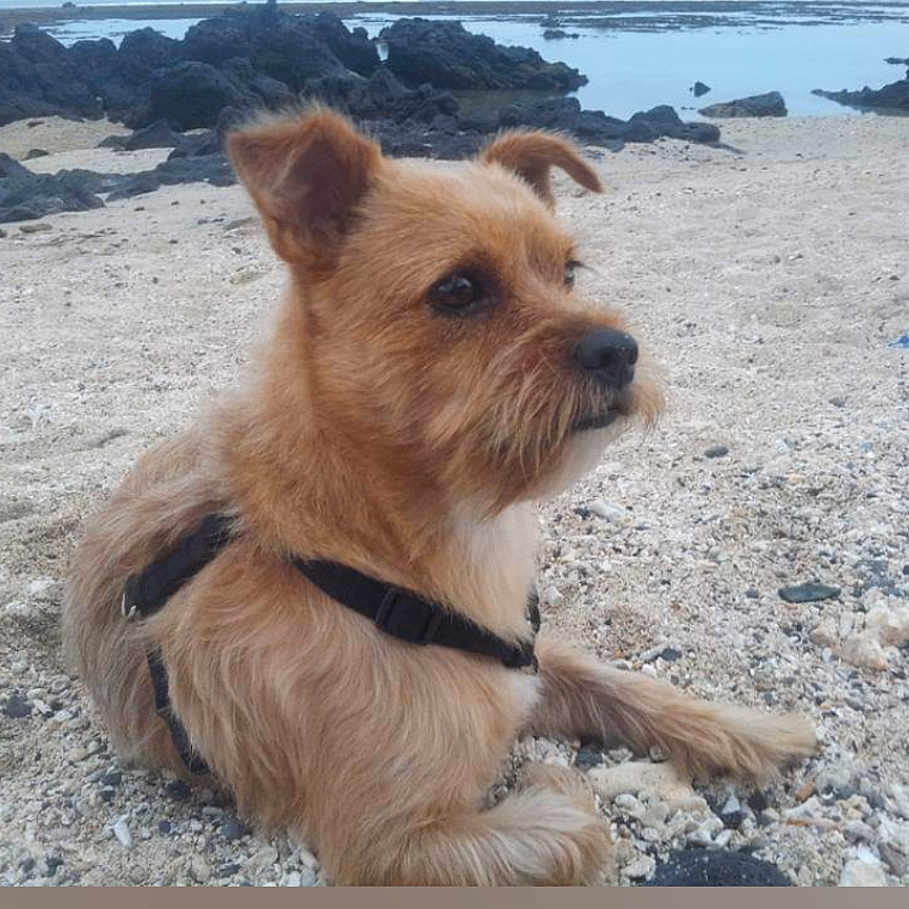 Loulou participe au concours pour gagner de l'argent avec cette photo : dog, beach, sand, rocks, sea, water, animal, pet, canine, outdoor, nature, fur, small_dog, harness, relaxed, side_view, daytime, coast, landscape, quiet