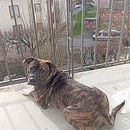 Tyga participe au concours pour gagner de l'argent avec cette photo : dog, balcony, urban, outdoor, daylight, metal_railings, leafless_trees, street, parked_cars, fur, brindle, looking_back, sunlight, shadow, relaxed, canine, pet, window_view, quiet, residential_area