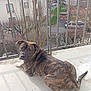 dog, balcony, urban, outdoor, daylight, metal_railings, leafless_trees, street, parked_cars, fur, brindle, looking_back, sunlight, shadow, relaxed, canine, pet, window_view, quiet, residential_area