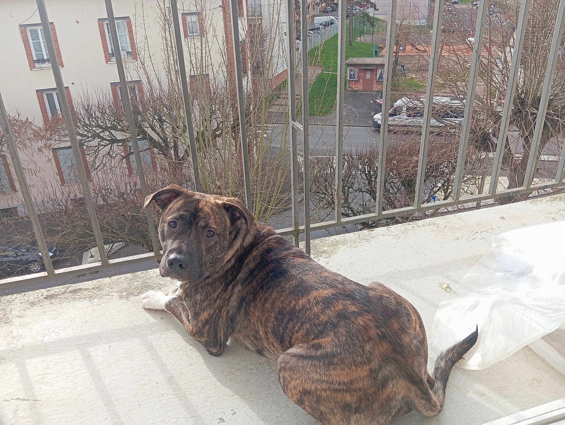 Tyga participe au concours pour gagner de l'argent avec cette photo : dog, balcony, urban, outdoor, daylight, metal_railings, leafless_trees, street, parked_cars, fur, brindle, looking_back, sunlight, shadow, relaxed, canine, pet, window_view, quiet, residential_area