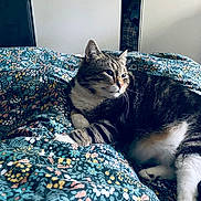 Alfi a rejoint le concours — aidez-le/la à gagner de superbes lots ! animal, bed, blanket, cat, comfort, cozy, cute, domestic, feline, floral_pattern, fur, indoor, mammal, paw, pet, relaxed, resting, sleepy, tabby, whiskers