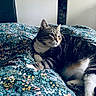 animal, bed, blanket, cat, comfort, cozy, cute, domestic, feline, floral_pattern, fur, indoor, mammal, paw, pet, relaxed, resting, sleepy, tabby, whiskers