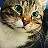 Alfi a rejoint le concours — aidez-le/la à gagner de superbes lots ! animal, attention, cat, close_up, close_up_shot, curious, cute, domestic_animal, face, feline, fur, green_eyes, indoor, looking, mammal, pet, portrait, soft_texture, tabby_cat, whiskers